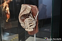 VBS_2631 - Bacino femminile - Mostra Body Worlds